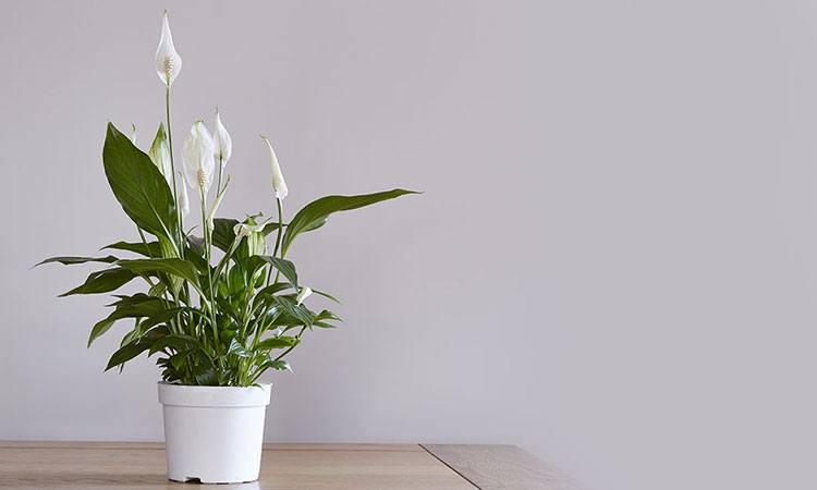 condo_plants_suntrust_peace_lily